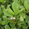 Fotografia 17 da espécie Menyanthes trifoliata do Jardim Botânico UTAD