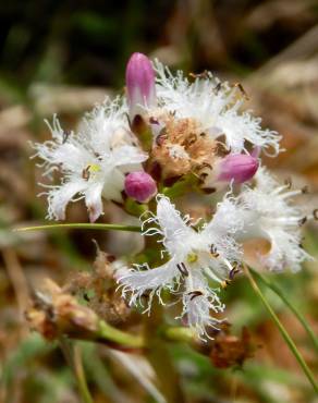 Fotografia 1 da espécie Menyanthes trifoliata no Jardim Botânico UTAD