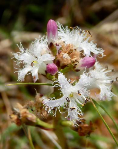 Fotografia de capa Menyanthes trifoliata - do Jardim Botânico