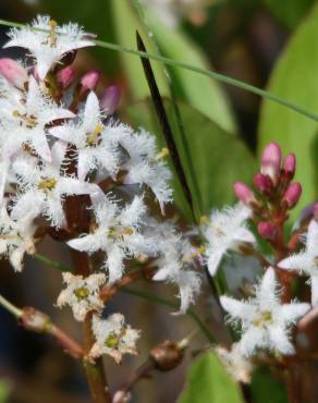 Fotografia 18 da espécie Menyanthes trifoliata no Jardim Botânico UTAD