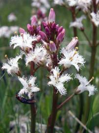 Fotografia da espécie Menyanthes trifoliata