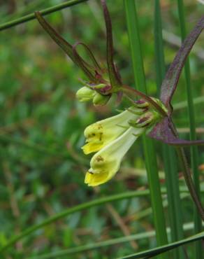 Fotografia 10 da espécie Melampyrum pratense no Jardim Botânico UTAD