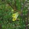 Fotografia 10 da espécie Melampyrum pratense do Jardim Botânico UTAD