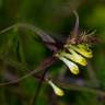 Fotografia 11 da espécie Melampyrum pratense do Jardim Botânico UTAD