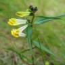 Fotografia 12 da espécie Melampyrum pratense do Jardim Botânico UTAD