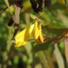 Fotografia 15 da espécie Melampyrum pratense do Jardim Botânico UTAD