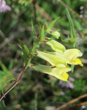 Fotografia 16 da espécie Melampyrum pratense no Jardim Botânico UTAD