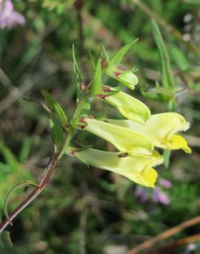 Fotografia 16 da espécie Melampyrum pratense no Jardim Botânico UTAD