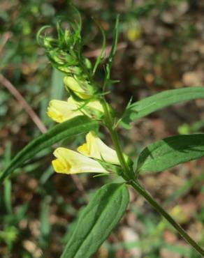 Fotografia 17 da espécie Melampyrum pratense no Jardim Botânico UTAD