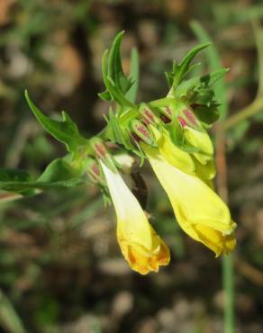 Fotografia 19 da espécie Melampyrum pratense no Jardim Botânico UTAD