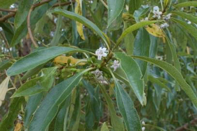 Fotografia da espécie Myoporum laetum