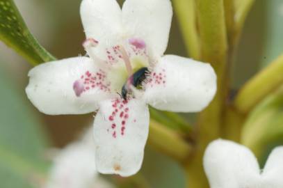 Fotografia da espécie Myoporum laetum