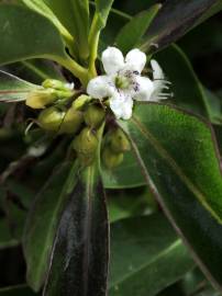 Fotografia da espécie Myoporum laetum