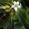 Fotografia 10 da espécie Myoporum laetum do Jardim Botânico UTAD