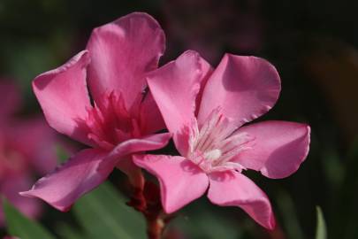 Fotografia da espécie Nerium oleander