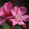 Fotografia 8 da espécie Nerium oleander do Jardim Botânico UTAD