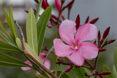 Fotografia da espécie Nerium oleander