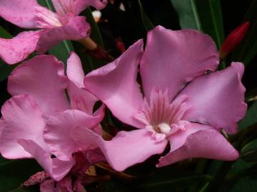 Fotografia da espécie Nerium oleander