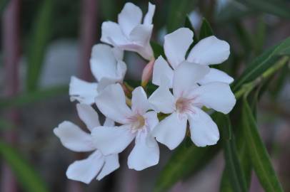 Fotografia da espécie Nerium oleander