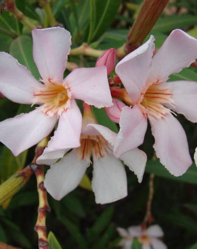 Fotografia de capa Nerium oleander - do Jardim Botânico