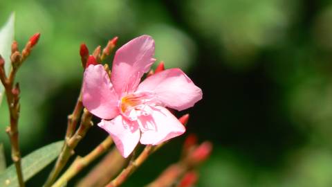 Fotografia da espécie Nerium oleander