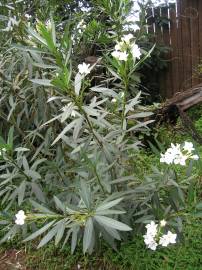 Fotografia da espécie Nerium oleander