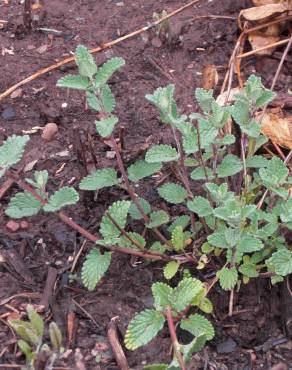 Fotografia 10 da espécie Nepeta x faassenii no Jardim Botânico UTAD