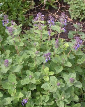 Fotografia 11 da espécie Nepeta x faassenii no Jardim Botânico UTAD