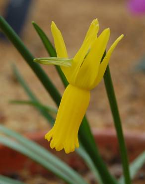 Fotografia 8 da espécie Narcissus cyclamineus no Jardim Botânico UTAD