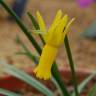 Fotografia 8 da espécie Narcissus cyclamineus do Jardim Botânico UTAD