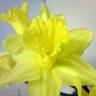 Fotografia 9 da espécie Narcissus cyclamineus do Jardim Botânico UTAD