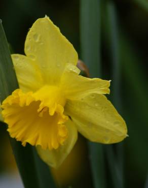 Fotografia 10 da espécie Narcissus cyclamineus no Jardim Botânico UTAD