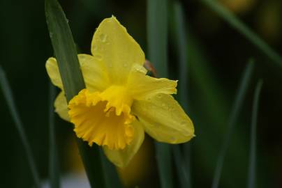 Fotografia da espécie Narcissus cyclamineus