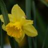Fotografia 10 da espécie Narcissus cyclamineus do Jardim Botânico UTAD