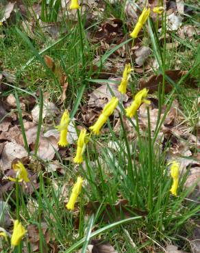 Fotografia 12 da espécie Narcissus cyclamineus no Jardim Botânico UTAD