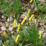 Fotografia 12 da espécie Narcissus cyclamineus do Jardim Botânico UTAD
