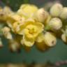 Fotografia 6 da espécie Mahonia fortunei do Jardim Botânico UTAD