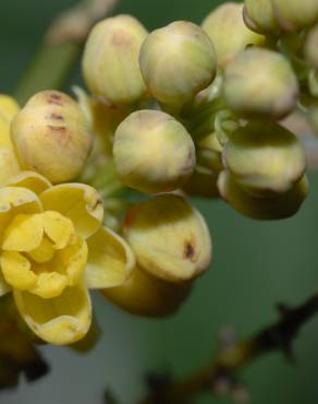 Fotografia 1 da espécie Mahonia fortunei no Jardim Botânico UTAD