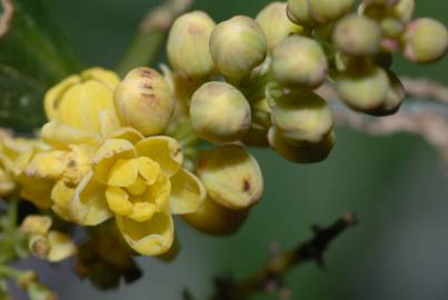 Fotografia da espécie Mahonia fortunei