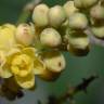 Fotografia 1 da espécie Mahonia fortunei do Jardim Botânico UTAD