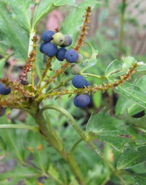 Fotografia 8 da espécie Mahonia fortunei no Jardim Botânico UTAD