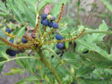 Fotografia da espécie Mahonia fortunei
