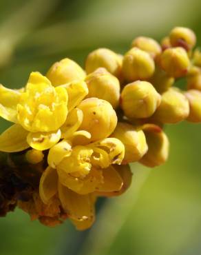 Fotografia 9 da espécie Mahonia fortunei no Jardim Botânico UTAD