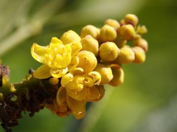 Fotografia da espécie Mahonia fortunei