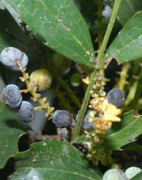 Fotografia 10 da espécie Mahonia fortunei no Jardim Botânico UTAD