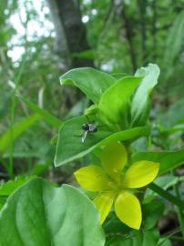 Fotografia da espécie Lysimachia nemorum