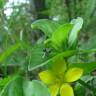 Fotografia 6 da espécie Lysimachia nemorum do Jardim Botânico UTAD