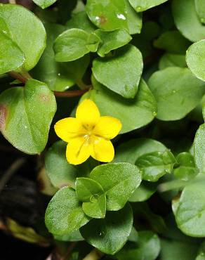 Fotografia 7 da espécie Lysimachia nemorum no Jardim Botânico UTAD