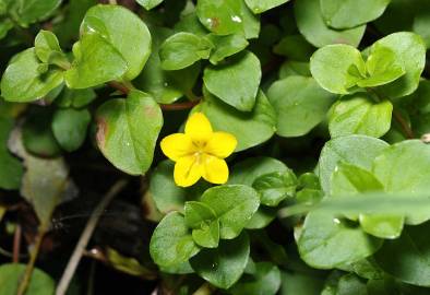 Fotografia da espécie Lysimachia nemorum