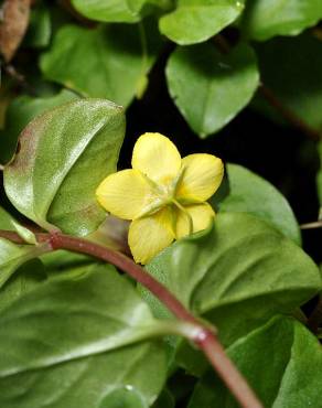 Fotografia 8 da espécie Lysimachia nemorum no Jardim Botânico UTAD